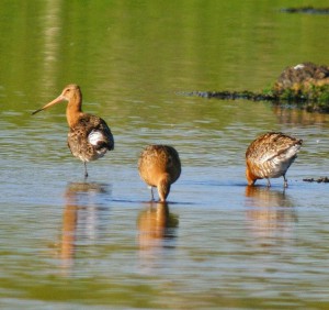 Blackwits in the River Howmore