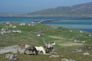 Eriskay Ponies and Causeway