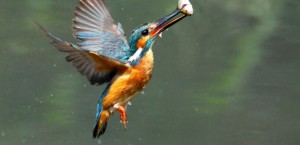 A Common Kingfisher seen at Howmore